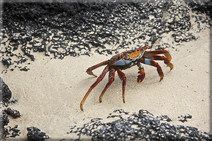 foto Flora e la fauna della Isole Galapagos